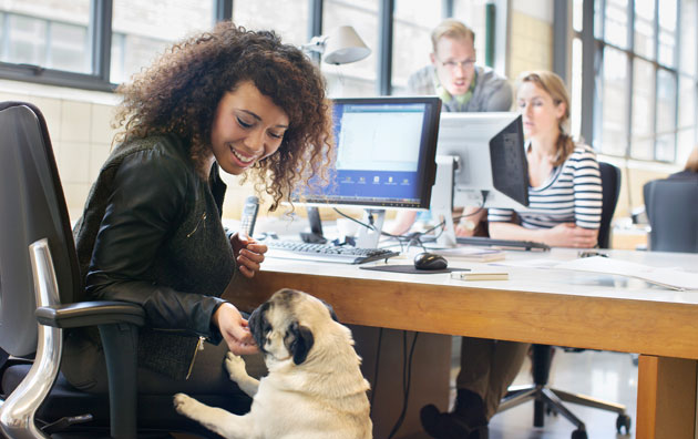 年轻的专业人士在办公室工作和喂狗