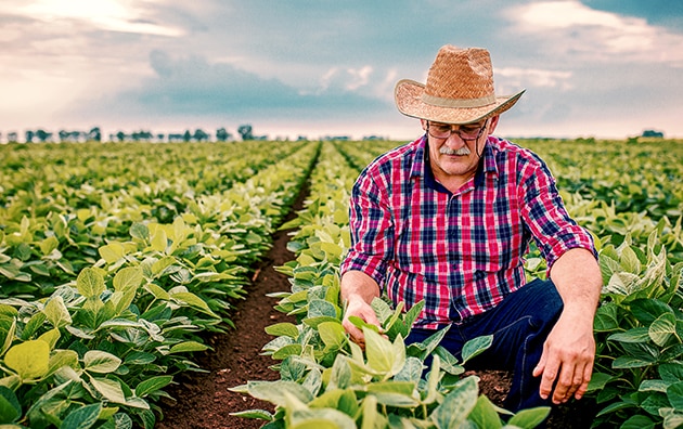 Image of farmer squatting in his field to inspect his plants. Protecting Your Farm or Ranch From Business Liabilities