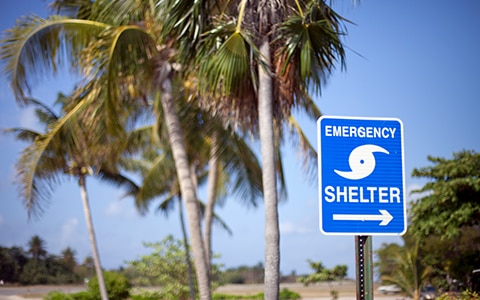 棕榈树前的紧急避难所标志，为2019冠状病毒病大流行期间的飓风季节做好准备