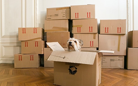 宠物狗坐在箱子里准备搬家